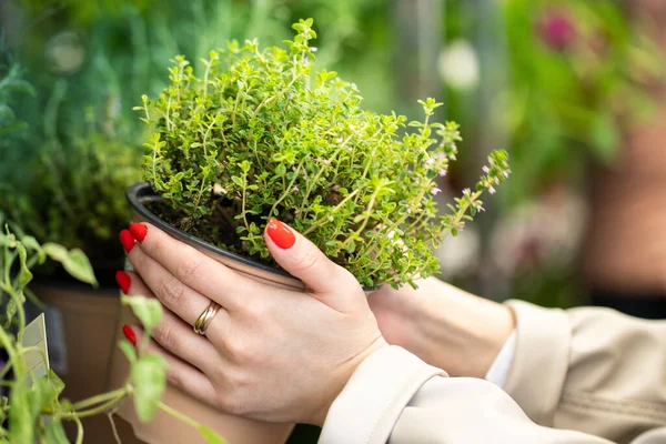 정원가꾸기 정원에 부엌이나 아파트를 플라스틱 항아리에 향기나는 선택하는 선택적으로 집중하는 — 스톡 사진