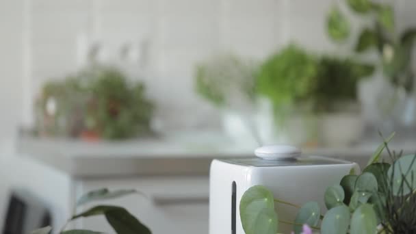 Luftbefeuchter während der Heizperiode zu Hause, umgeben von Zimmerpflanzen, Dampf aus dem Diffusor — Stockvideo