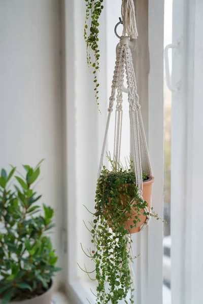 リビングルームの窓から吊るされた手作りのコットンマクラメ植物ハンガー 屋内植物への愛 — ストック写真