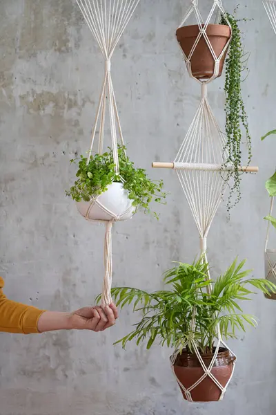 Woman Gardener Holding Macrame Plant Hanger Houseplant Grey Wall Hobby — Stock Photo, Image