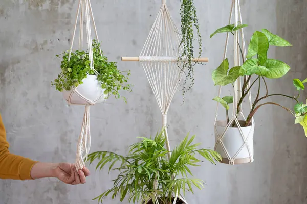 Woman gardener holding macrame plant hanger with houseplant over grey wall. Hobby, love of plants, home decoration concept.