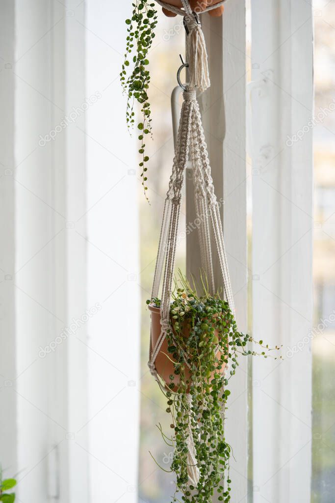 Handmade cotton macrame plant hanger hanging from the window in living room. Love for indoor plants, a hobby.