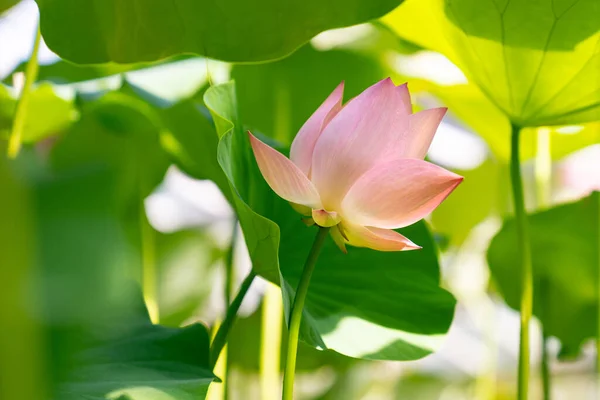 Tropical Aquatic Plant Close Pink Lotus Water Lily Blooming Greenhouse — Foto Stock
