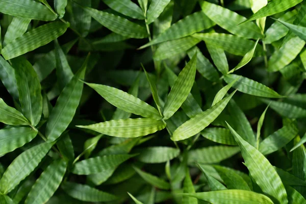 Vista Superior Textura Jovem Folhas Bambu Fundo Verde Perto — Fotografia de Stock