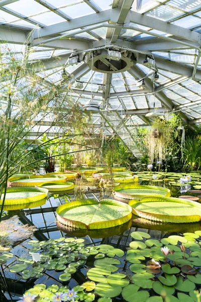 Tropical Aquatic Plants Giant Water Lily Amazonian Victoria Floating Greenhouse — Zdjęcie stockowe