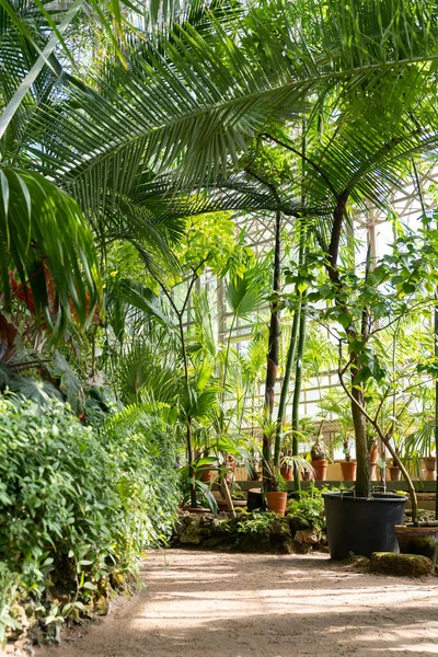 Güneşli Bir Günde Yeşil Saksı Bitkileri Palmiyeleri Lianaları Olan Tropik — Stok fotoğraf
