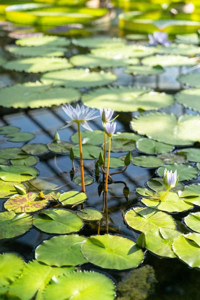 Giglio Acqua Esotico Fiore Piante Acquatiche Tropicali Galleggianti Serra — Foto Stock