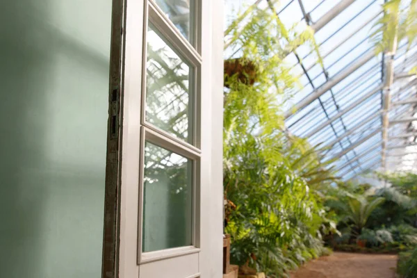 Uitzicht Groene Muur Deur Wazig Kas Met Diverse Varens Palmen — Stockfoto