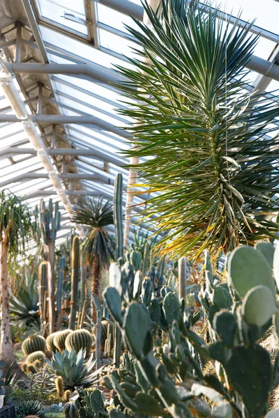 Skleník Různými Kaktusy Dlouhými Stonky Listovými Sukulenty Exotickými Rostlinami Slunečného — Stock fotografie