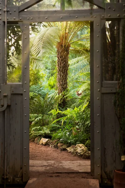 Aço Vintage Porta Vidro Estufa Com Plantas Exuberantes Vista Estufa — Fotografia de Stock