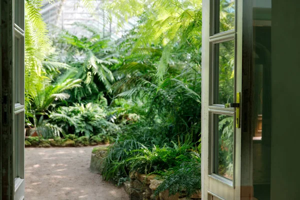 Подивіться Відкриті Зелені Двері Розмиті Оранжереї Різними Папоротями Пальмами Іншими — стокове фото
