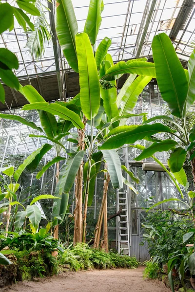 Immergrüne Exotische Frische Pflanzen Palmen Bananen Tropischen Gewächshaus Gewächshaus Drinnen — Stockfoto