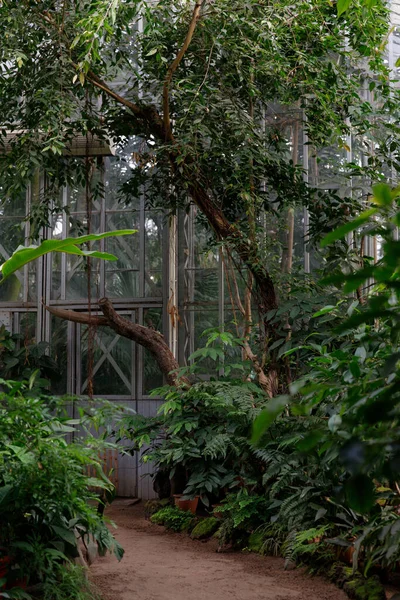 Evergreen Egzotyczne Świeże Rośliny Palmy Liany Tropikalnej Szklarni Szklarni Kryty — Zdjęcie stockowe
