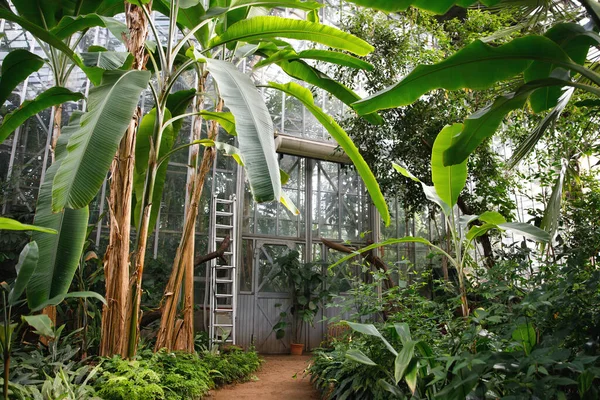 Plantas Frescas Exóticas Hoja Perenne Palmeras Plátanos Invernadero Tropical Invernadero —  Fotos de Stock