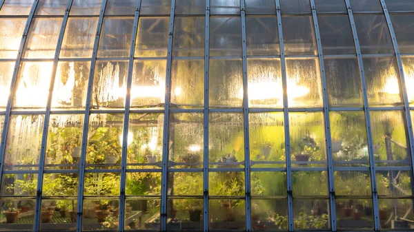 Lampes Phyto Pour Croissance Des Plantes Hiver Dans Serre Serre — Photo