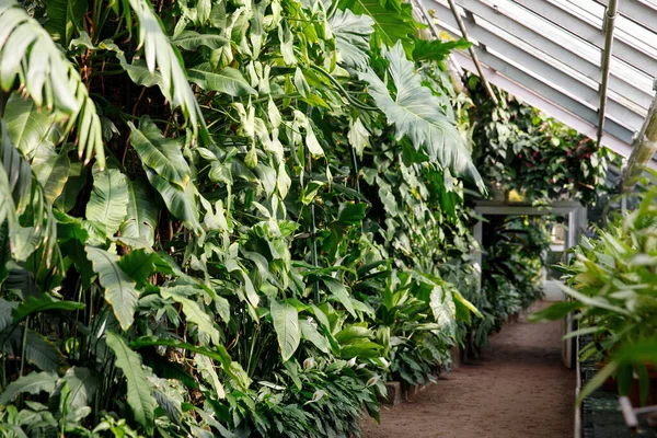 Serre Tropicale Serre Avec Plantes Feuilles Persistantes Lianes Exotiques Fougères — Photo