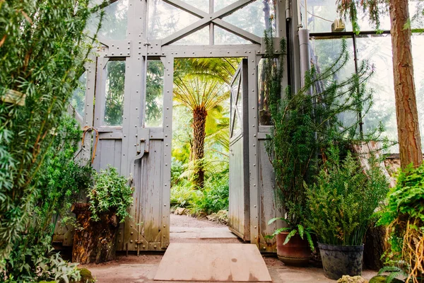 Aço Vintage Porta Vidro Estufa Com Plantas Exuberantes Sob Teto — Fotografia de Stock