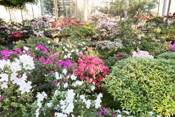 Floração Azáleas Coloridas Plantas Tropicais Estufa Antiga São Petersburgo Jardim — Fotografia de Stock