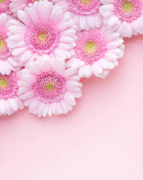 Colocación Plana Gerberas Flores Rosadas Sobre Fondo Rosa Pastel Espacio — Foto de Stock