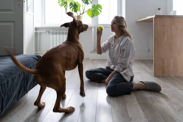 Mulher feliz proprietário com seu cão Vizsla jogando com bola de tênis em casa, sentado no chão — Fotografia de Stock