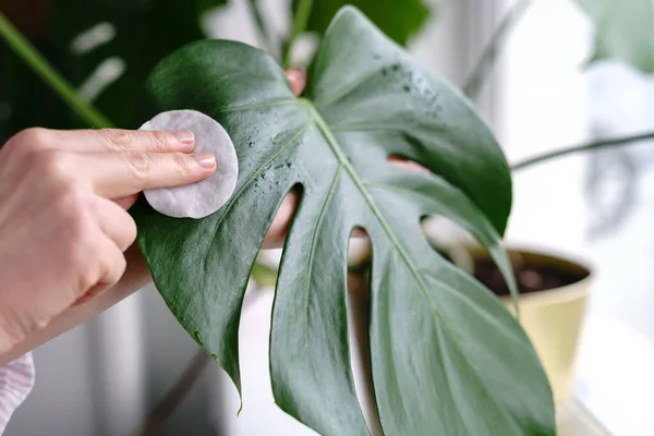 Le mani della donna puliscono la polvere dalle foglie delle piante d'appartamento, prendendosi cura della pianta Monstera usando un batuffolo di cotone — Foto Stock