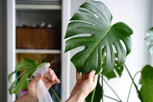 Donna spruzzando pianta d'appartamento Monstera, idrata le foglie durante la stagione di riscaldamento a casa. Trattamento delle piante — Foto Stock