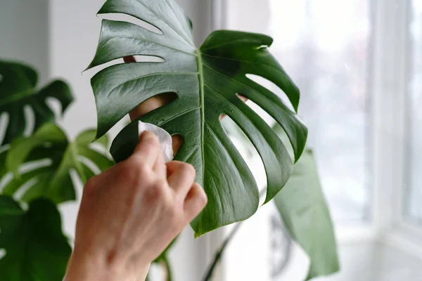 Las manos de la mujer limpiando el polvo de las hojas de la planta de interior, cuidando de la planta Monstera utilizando una almohadilla de algodón — Foto de Stock