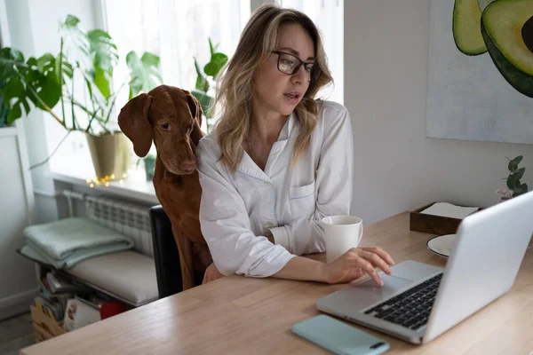 Woman in pajamas sitting with Vizsla dog on the chair in living room, remotely working at laptop — Stock Photo, Image