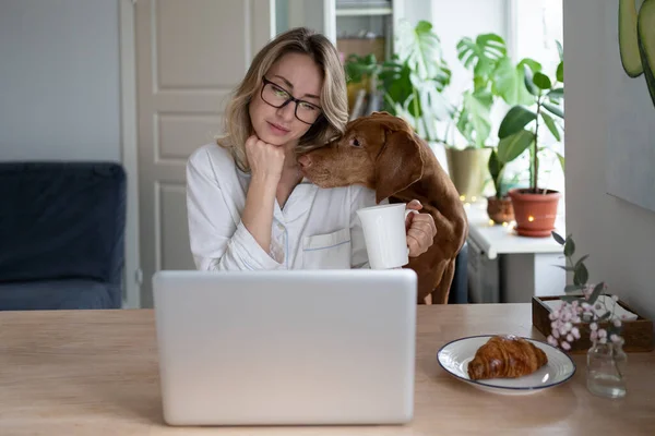 Nő pizsamában otthon ül, teás kutyát iszik, zavarja a munkát a laptopnál, figyelmet kér. — Stock Fotó