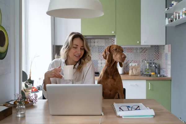 Woman in pajamas sitting with Vizsla dog on chair in kitchen, drinking tea, looking video at laptop — Stock Photo, Image