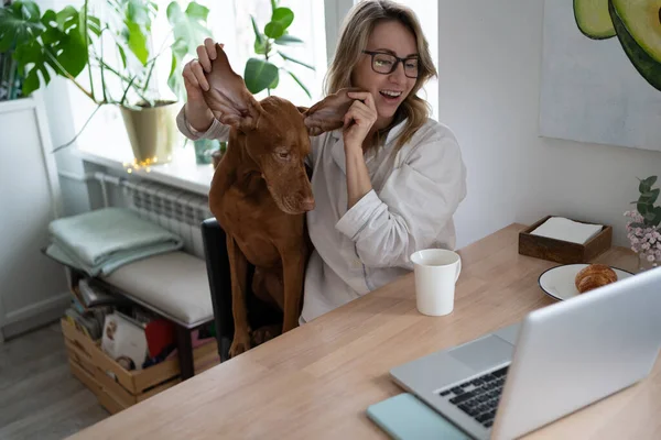 Mosolygó nő pizsamában mutatja kutya nagy fülek video chat a laptopon, ül a széken a nappaliban — Stock Fotó