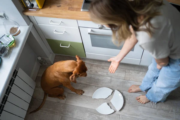 Femme propriétaire gronder et demande qui a cassé l'assiette, pointe ses mains sur le sol, chien a honte — Photo