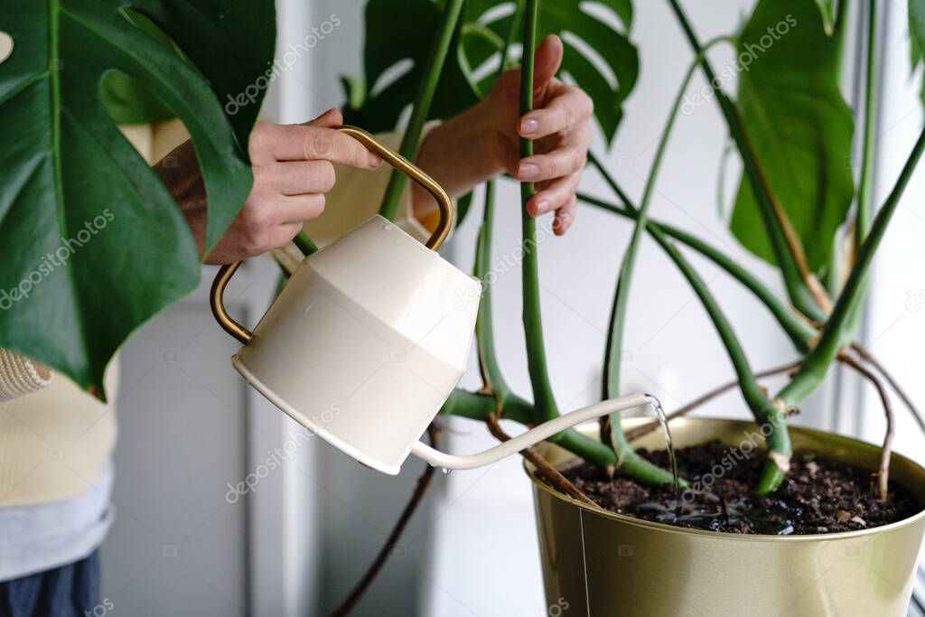 Woman watering potted Monstera houseplant on windowsill in green house. Hobby, plant care concept
