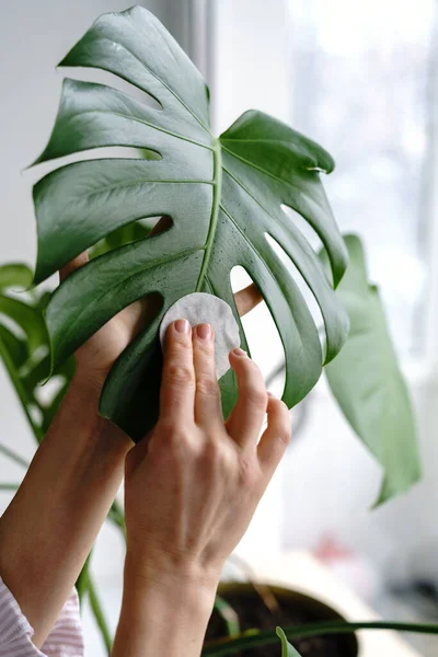 Las manos de la mujer limpiando el polvo de las hojas de la planta de interior, cuidando de la planta Monstera utilizando una almohadilla de algodón — Foto de Stock