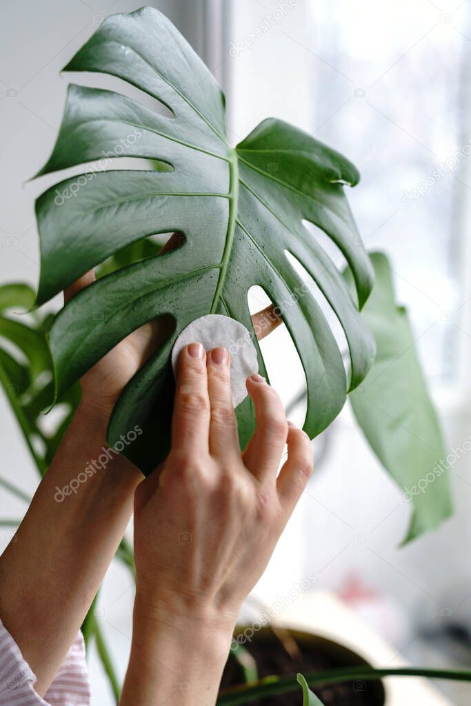 Woman hands wiping the dust from houseplant leaves, taking care of plant Monstera using a cotton pad