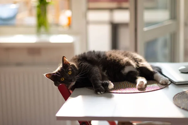 Gato Preto Fofo Sonolento Com Olhos Surpresos Descansando Mesa Cozinha — Fotografia de Stock