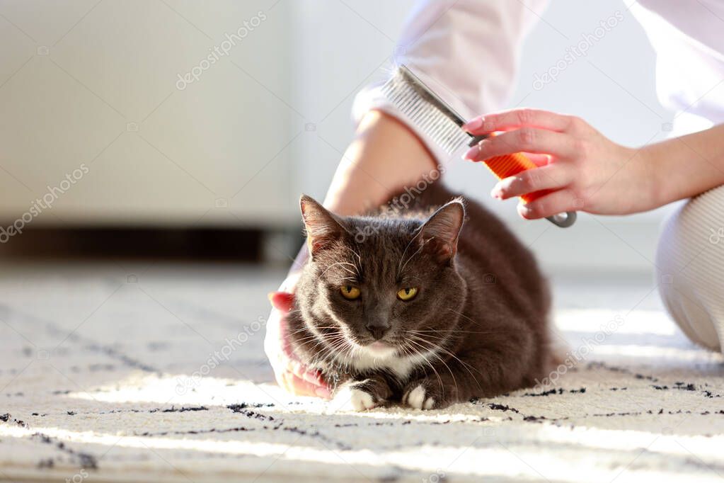 Woman owner combing, scratching her fluffy black cat, close up.