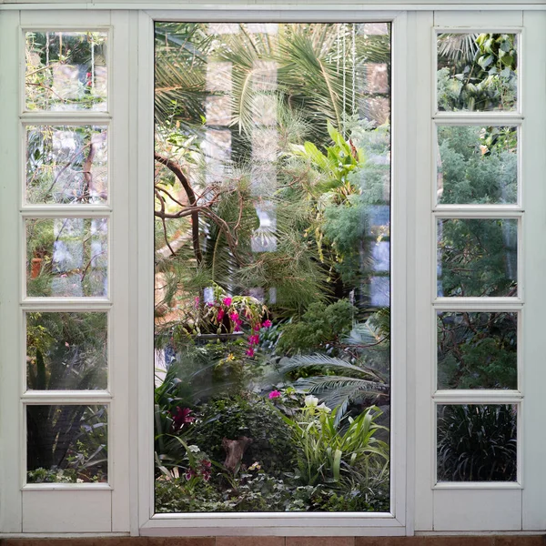 Vista sulla vetrata con vari fiori, palme e altre piante tropicali nella giornata di sole. — Foto Stock