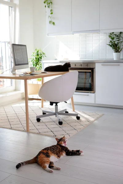 Terwijl Eigenaar Niet Thuis Niet Ziet Twee Katten Slapen Tafel — Stockfoto