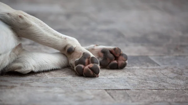 Homeless tired dog sleeping on the floor outdoors, selective focus on paws.