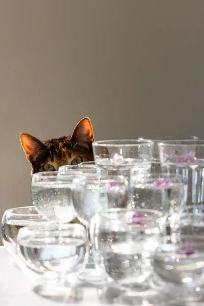 興味を持って写真家の作品を見て 水の眼鏡の後ろから猫ののぞき見 猫に焦点を当てる — ストック写真