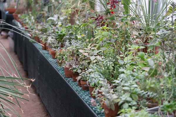 Estufa velha ou estufa com vários cactos, haste longa e suculentas folhosas e plantas exóticas. — Fotografia de Stock