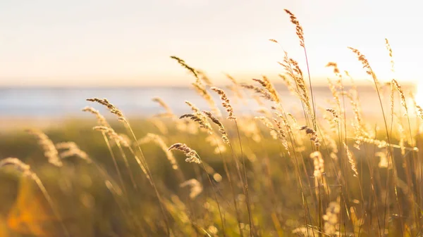 Spiaggia erba secca, canne, steli che soffiano sul vento alla luce dorata del tramonto, mare sfocato sullo sfondo — Foto Stock