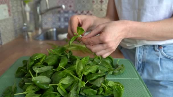 Primer plano de la mujer que clasifica las hojas de albahaca frescas cosechadas arregladas para después del lavado, arranca las hojas de los tallos — Vídeo de stock