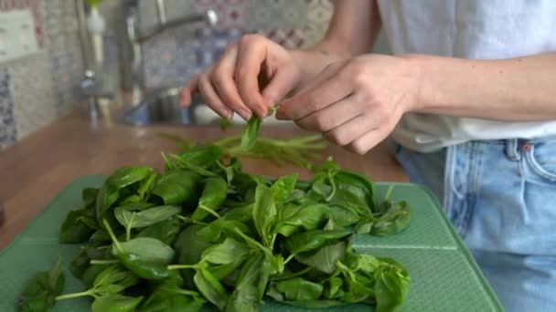 Close up of woman sorting fresh harvested basil leaves arranged for after wash, tears off leaves from stems — Stock Video