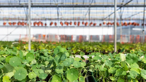 Plantas Florales Jóvenes Que Crecen Invernadero Vivero Cultivo Plántulas Verdes —  Fotos de Stock