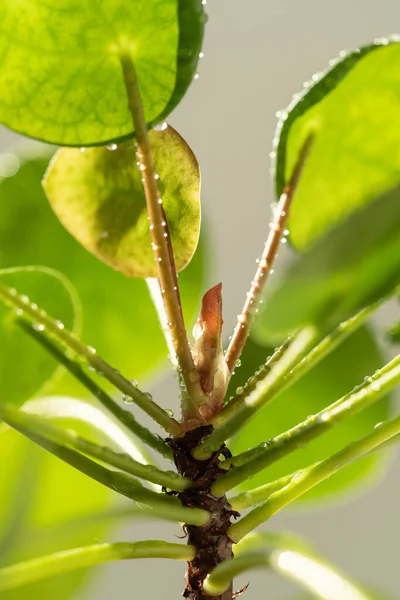 Μακρό πλάνο του φυτού Pilea peperomioides σε γλάστρα terracotta, πράσινα φύλλα καλυμμένα με σταγονίδια νερού — Φωτογραφία Αρχείου