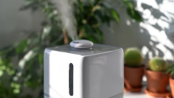 Humidifier during heating period at home surrounded by houseplants, steam from diffuser. Plant care — Stock Video