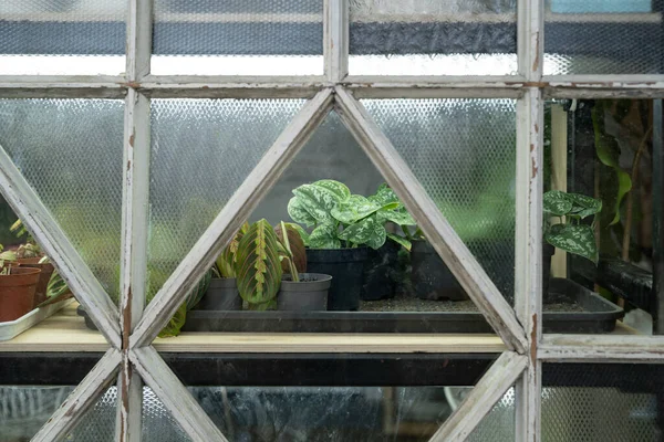 View of old greenhouse with wooden window with potted plants inside. Home garden.