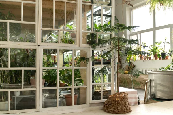 Inicio jardín o invernadero interior con planta de casa, muebles de madera vieja y ventanas en estilo retro — Foto de Stock